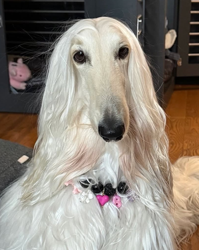 White dog with a decorative collar sitting indoors.