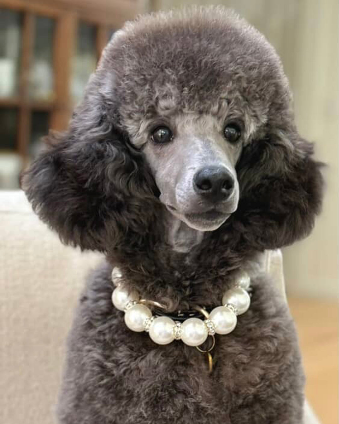 Gray poodle wearing a pearl necklace indoors