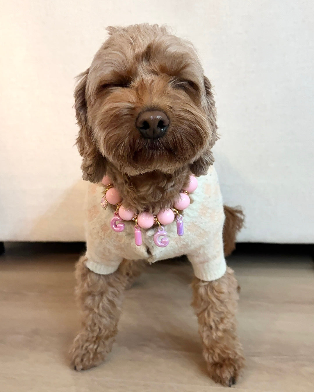 Dog wearing a sweater with 'GIGI' on a light background