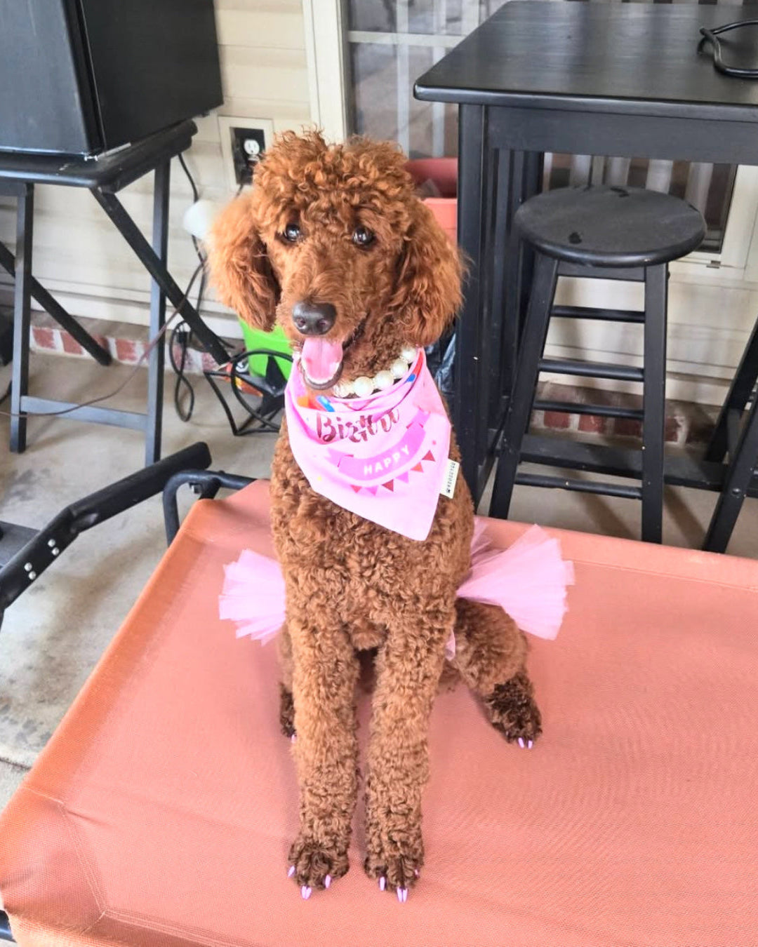 Brown dog wearing a pink bandana sitting on a pink cushion indoors.