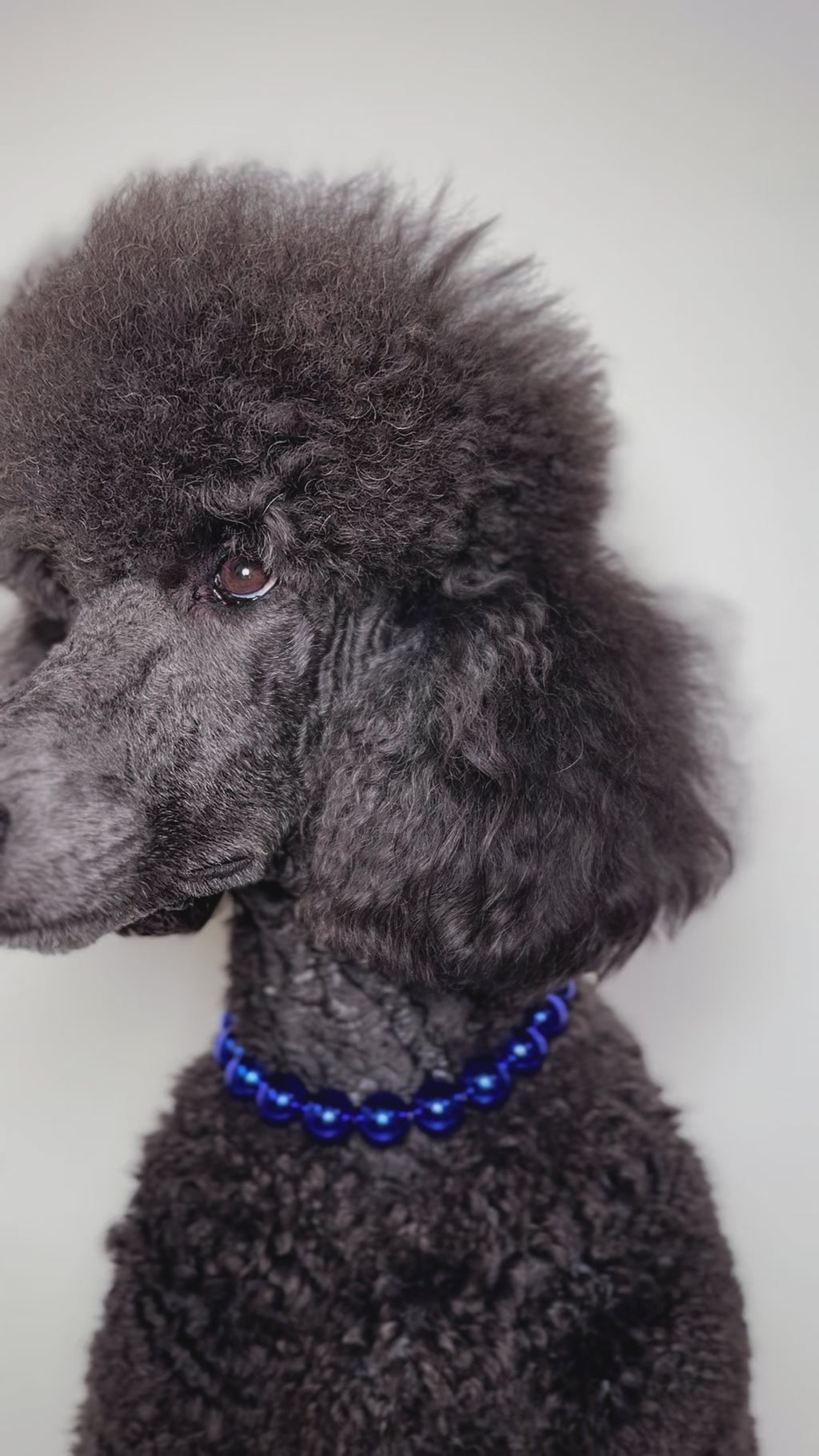 A blue standard poodle dog wearing The Haus Royale pet luxury beaded necklace in metallic midnight blue.