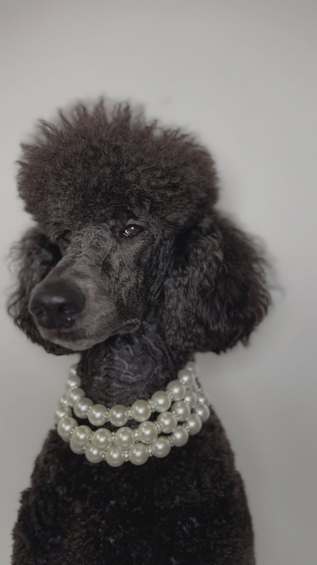 A fashionable dog wearing a luxury Haus Royale pearl necklace—handmade, pet-safe jewelry for dogs, perfect for weddings, parties, or stylish everyday wear. Elegant dog accessories from a small pet fashion brand.