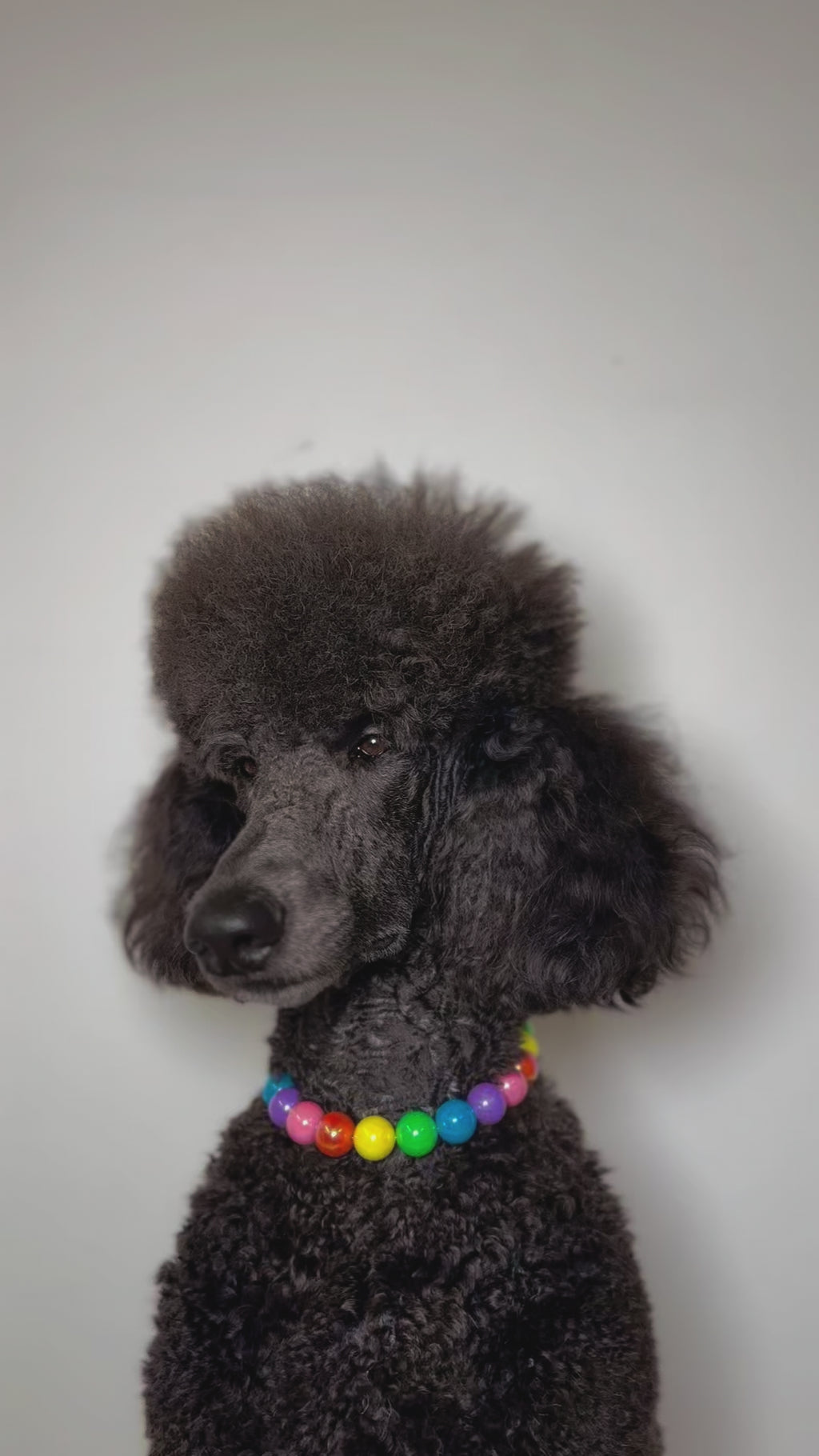 A blue standard poodle dog wearing The Haus Royale pet luxury beaded necklace in pride collection, rainbow beads for pride month.
