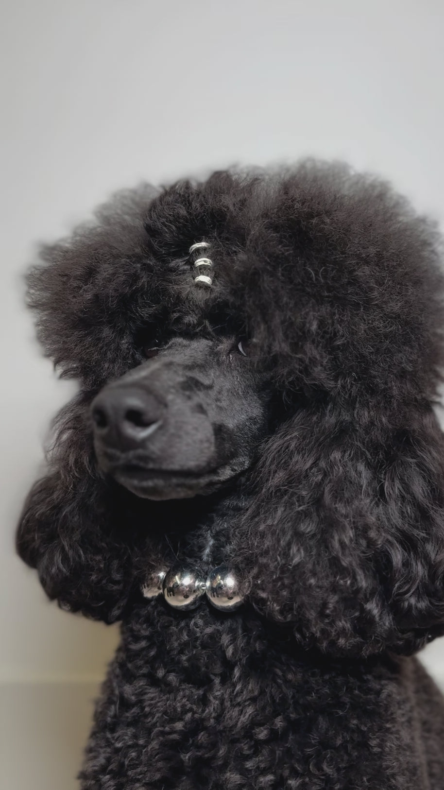 A blue mini poodle dog wearing The Haus Royale pet luxury beaded necklace in metallic silver.