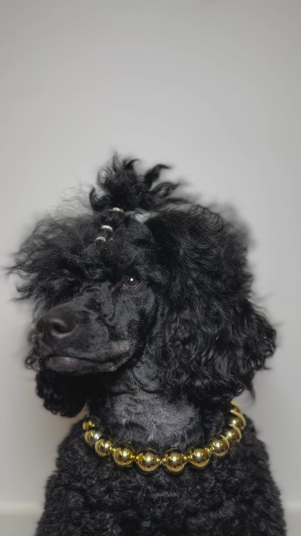 A jet black mini poodle dog wearing The Haus Royale pet luxury beaded necklace in metallic gold.