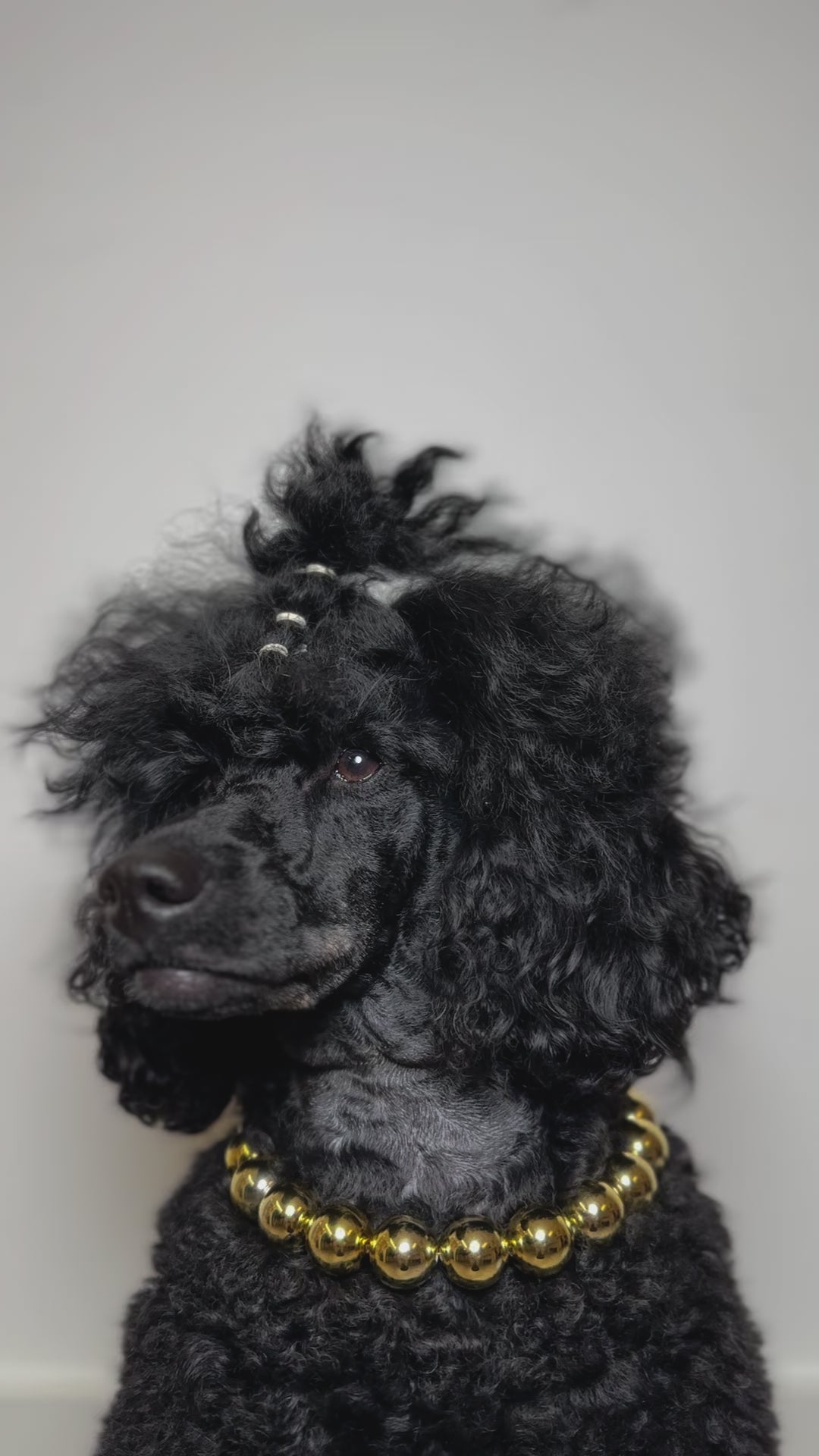 A jet black mini poodle dog wearing The Haus Royale pet luxury beaded necklace in metallic gold.