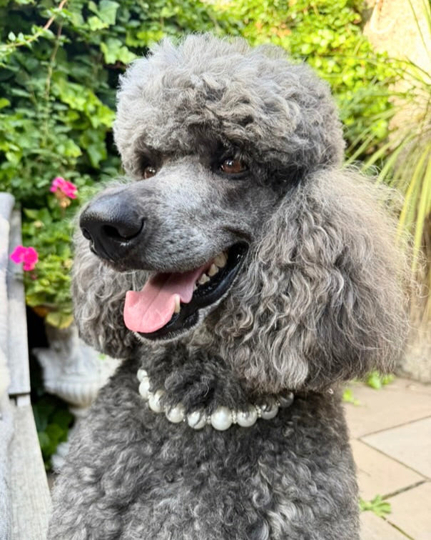 Gray poodle with a pearl necklace sitting outdoors.