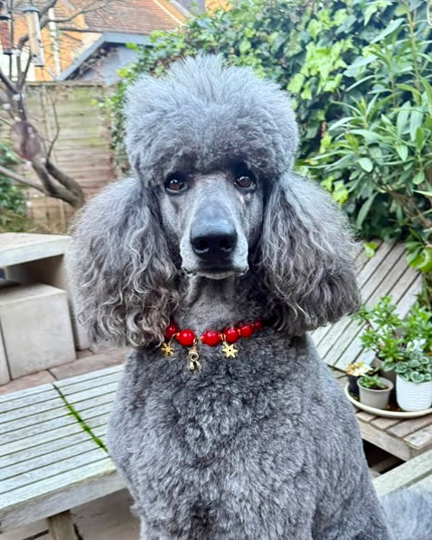 Gray poodle with a red collar in an outdoor setting