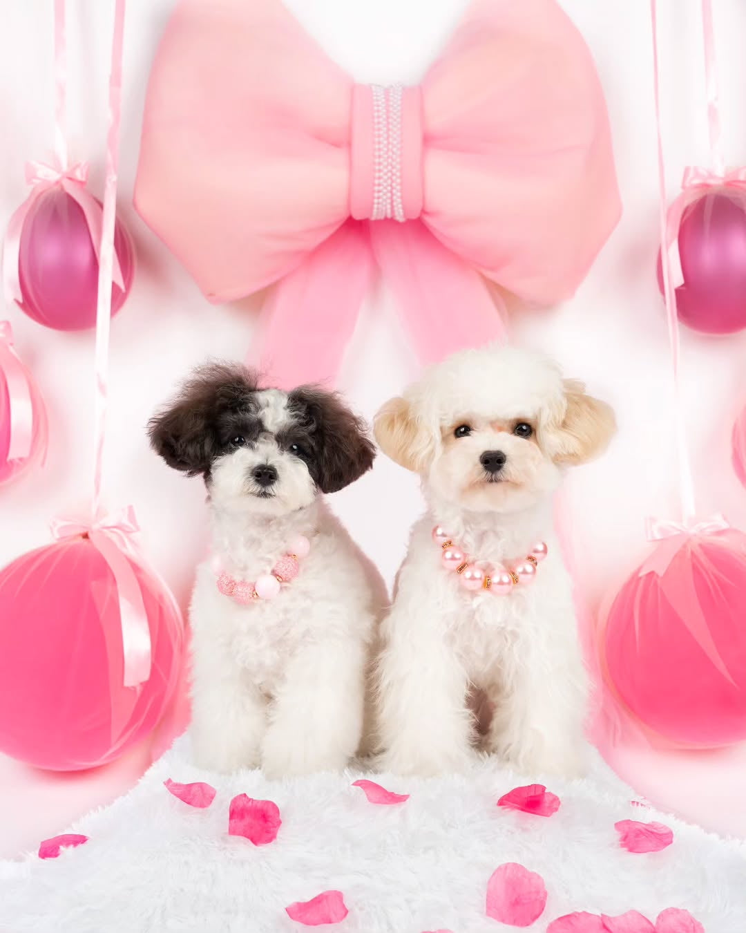 Two small dogs sitting together with pink decorations and bows in the background.