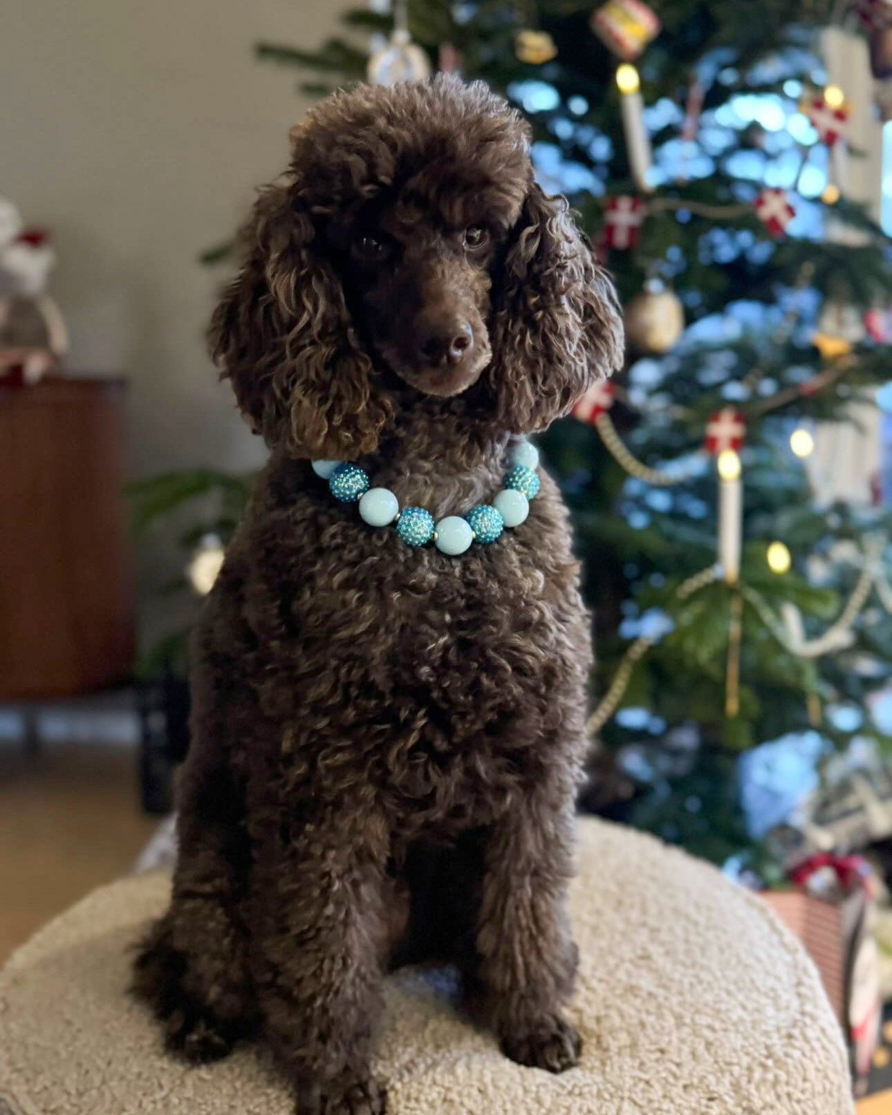 Brown dog wearing a turquoise beaded collar in front of a decorated Christmas tree.