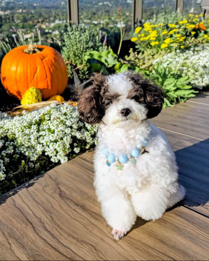 Small white dog with brown patches sitting on a wooden deck with flowers and pumpkins in the background.