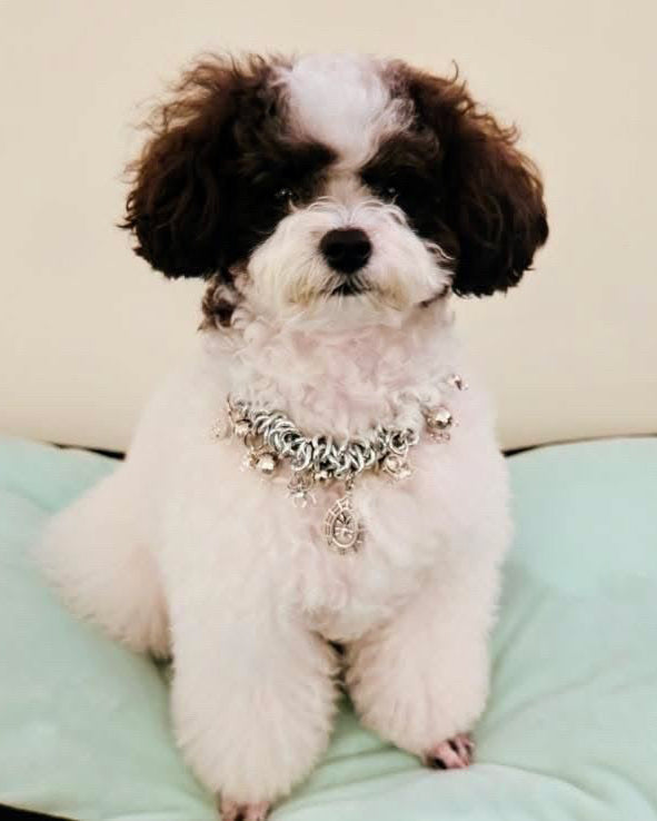 Small white and brown dog wearing a decorative collar on a light green cushion.