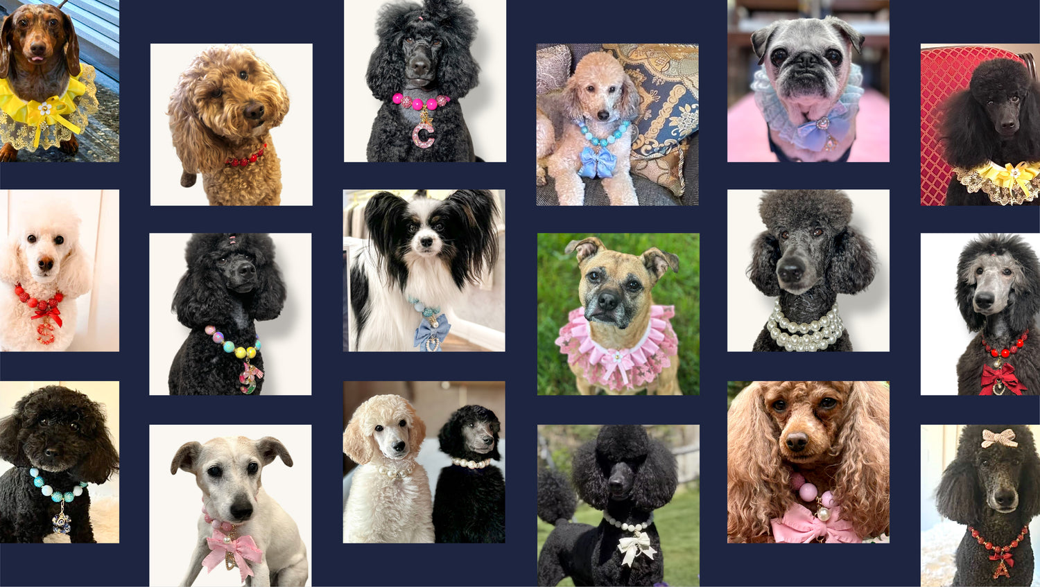 Collage of dogs wearing various colorful collars on a blue background