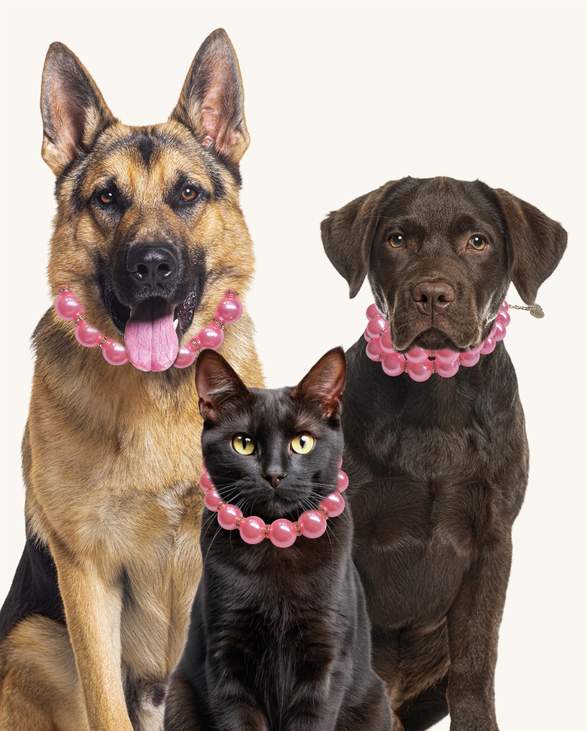 Two dogs and a cat wearing pink collars on a white background