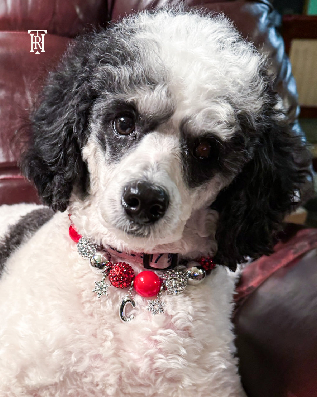 Poodle with a decorative collar sitting on a leather couch