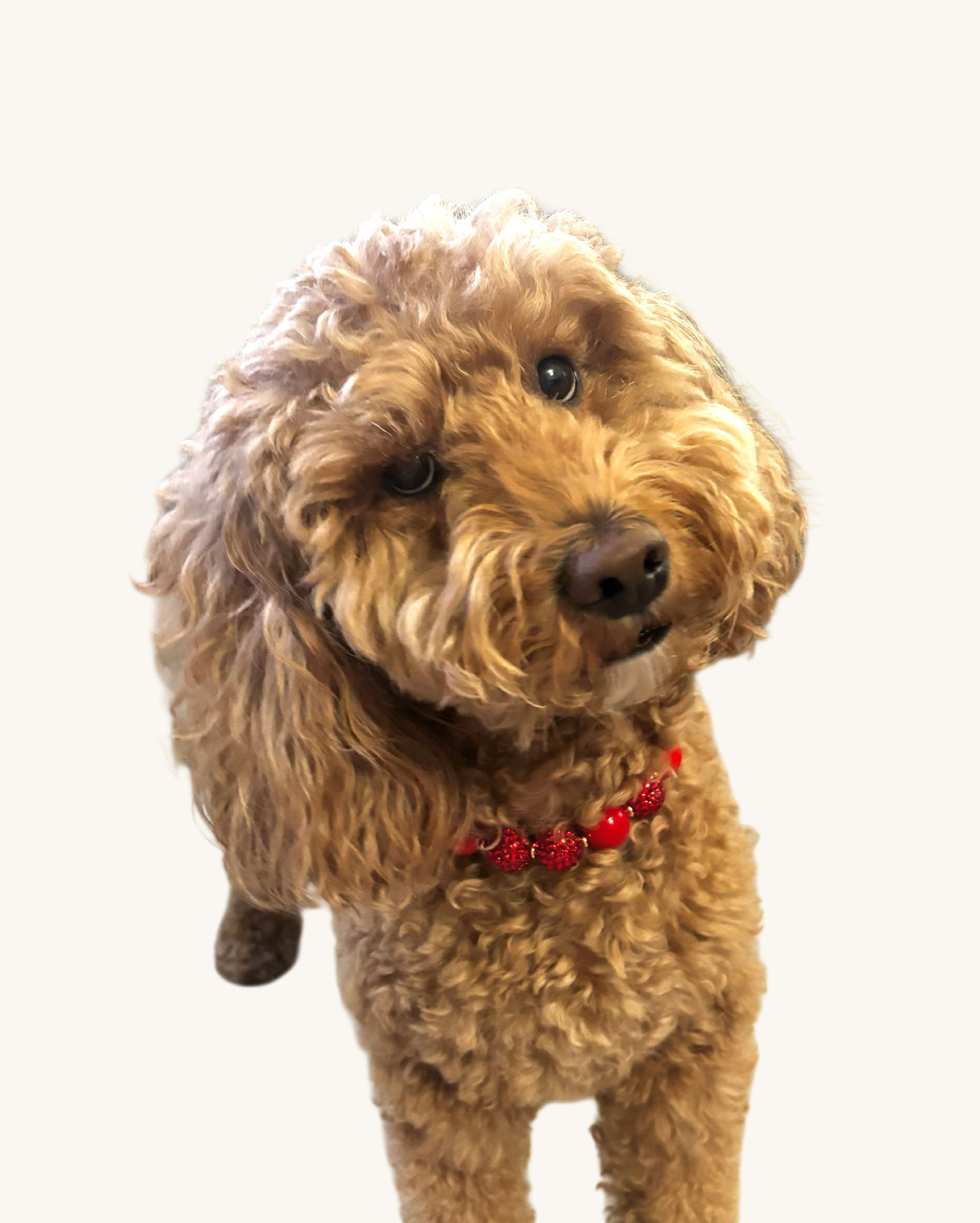 A fashionable dog wearing a luxury Haus Royale pearl necklace—handmade, pet-safe jewelry for dogs, perfect for weddings, parties, or stylish everyday wear. Elegant dog accessories from a small pet fashion brand.